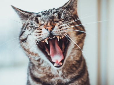 Genghis the tabby cat is snatching a [content00inject] it's only natural treat