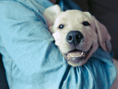 Sally is cuddling her Labrador and feeds her [content00inject] Feed Me