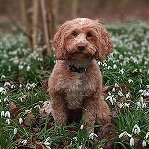 HiLife friend @the.wild.cockapoo